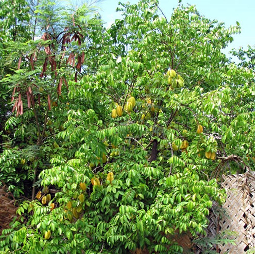 Averrhoa Carambola