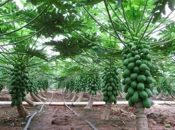 Carica Papaya - Image 2