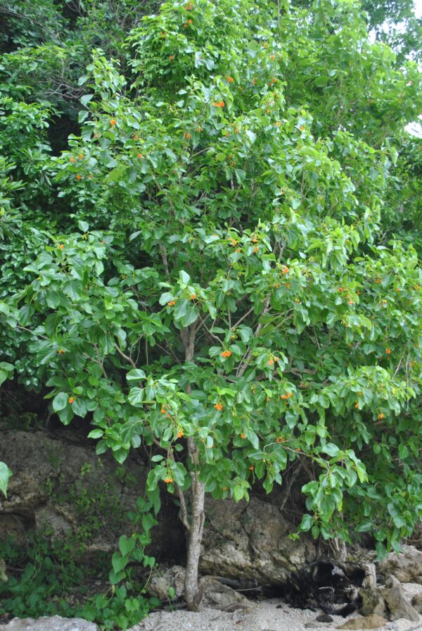 Cordia Subcordata - Image 2