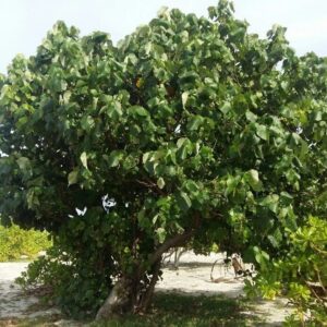Hibiscus Tiliaceus