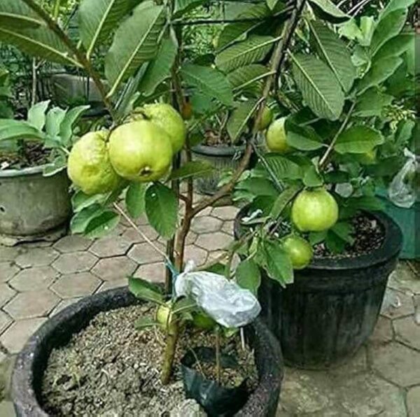 Psidium Guajava - Image 2