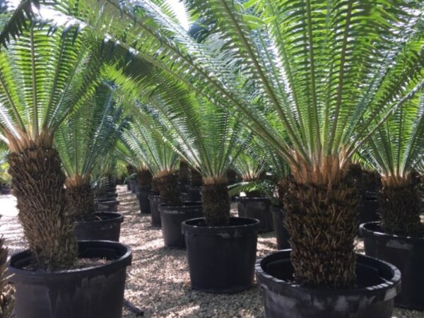 Cycad Palm - Image 2