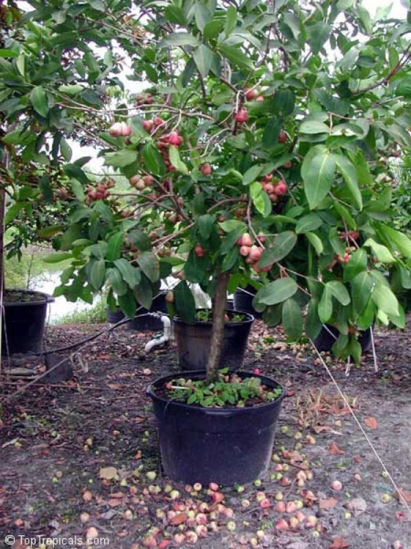 Syzygium Aqueum - Image 9