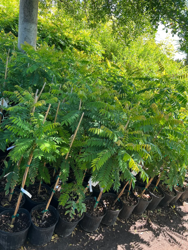 Averrhoa Bilimbi - Image 2