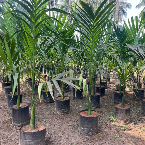 Areca Catechu - Image 2