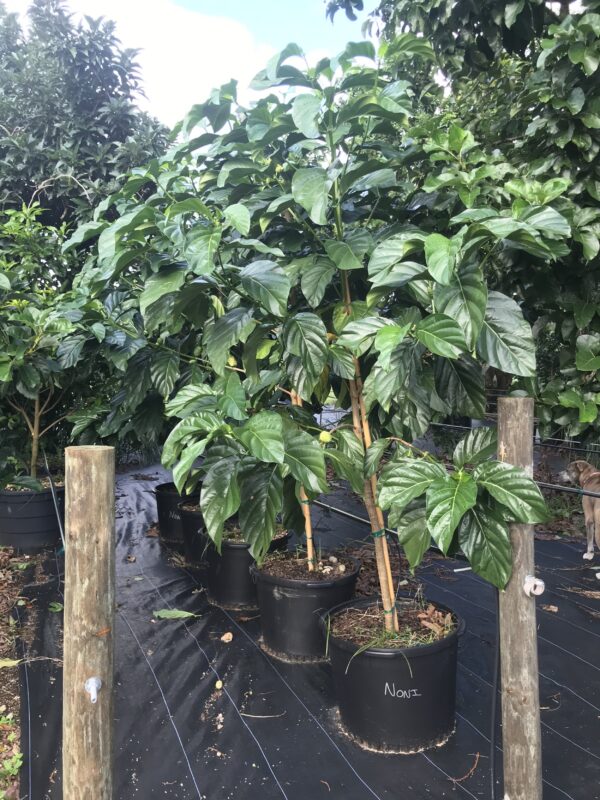 Morinda Citrifolia - Image 2