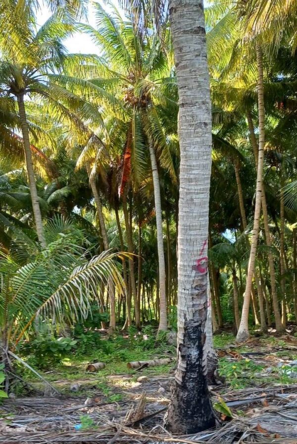 Coconut Palm's - Image 2