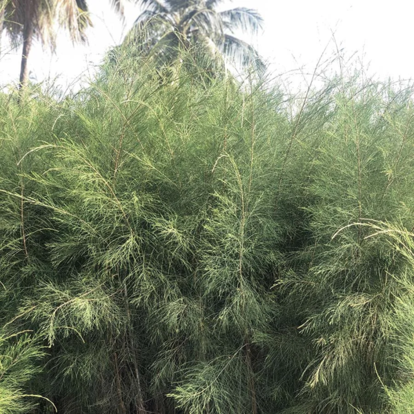 Cassurina Equisetifolia - Image 3