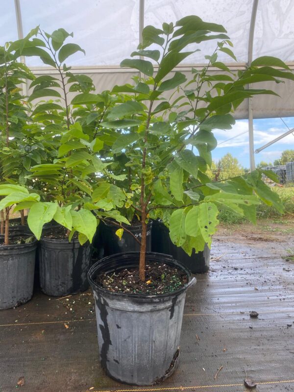 Annona Squamosa - Image 2