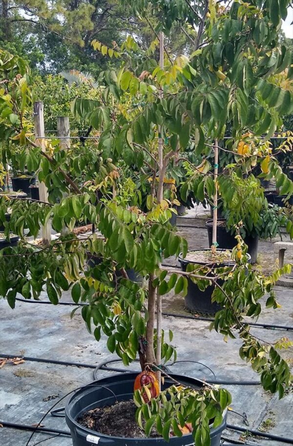Averrhoa Carambola - Image 2