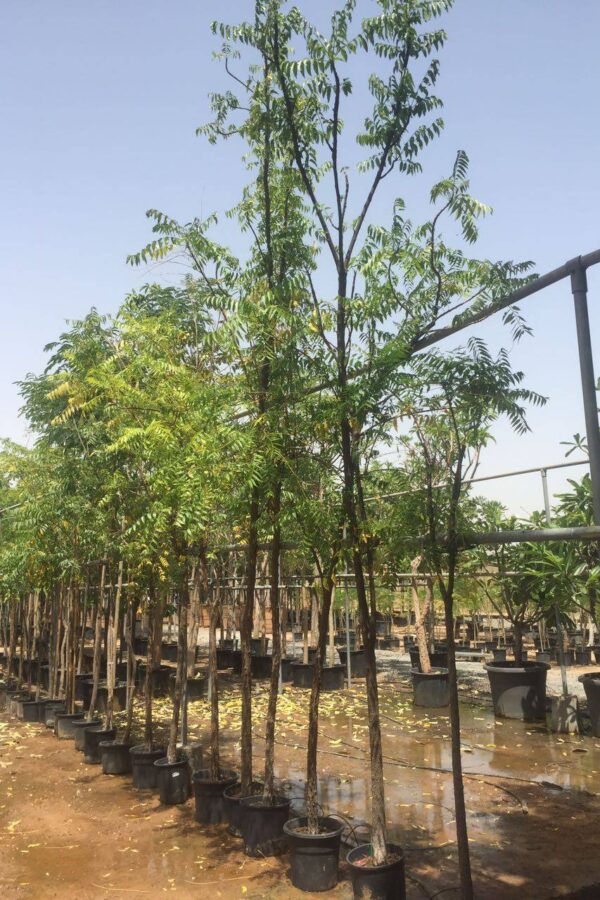 Azadirachta Indica - Image 3