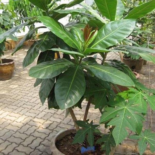 Barringtonia Asiatica - Image 3
