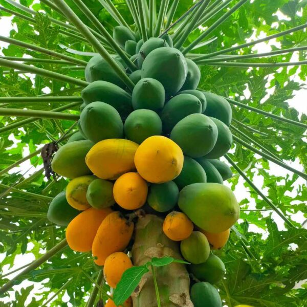 Carica Papaya - Image 3