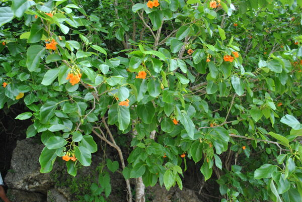 Cordia Subcordata - Image 3
