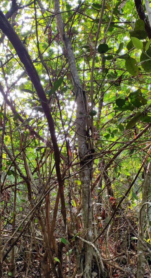 Ficus Benghalensis - Image 3