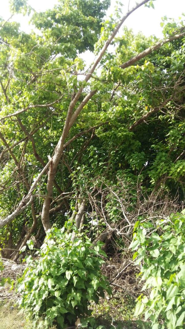 Hibiscus Tiliaceus - Image 2