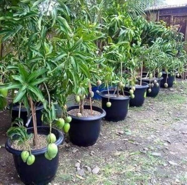 Mangifera Indica - Image 3
