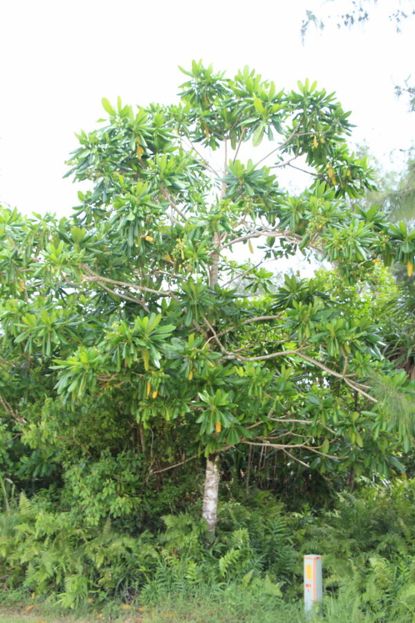 Ochrosia Oppositifolia - Image 3