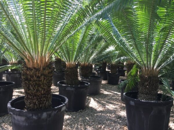 Cycad Palm - Image 3