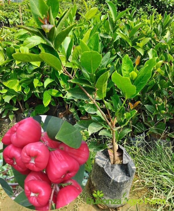 Syzygium Aqueum - Image 2