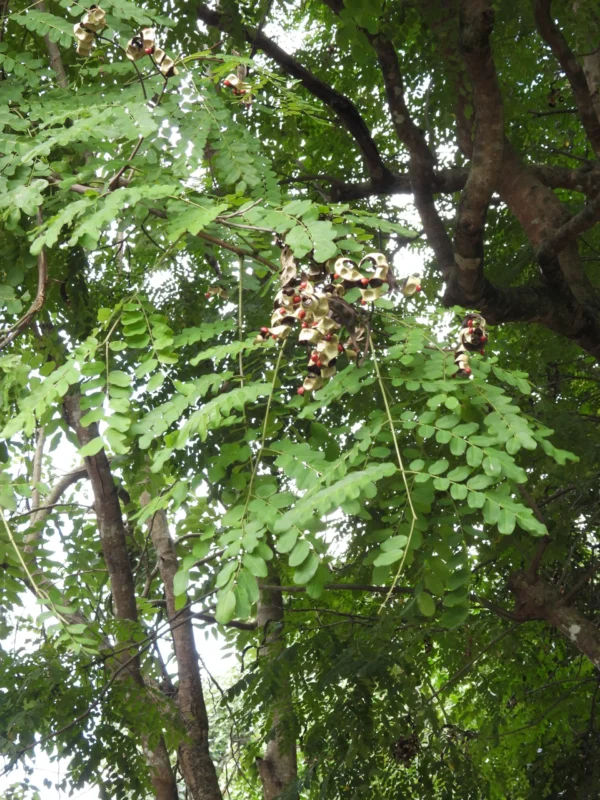 Adenanthera Pavonina - Image 3