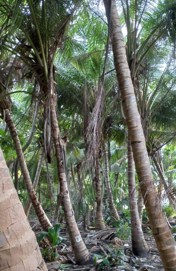 Coconut Palm's - Image 3