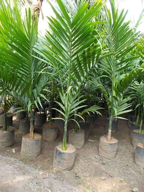 Areca Catechu - Image 3
