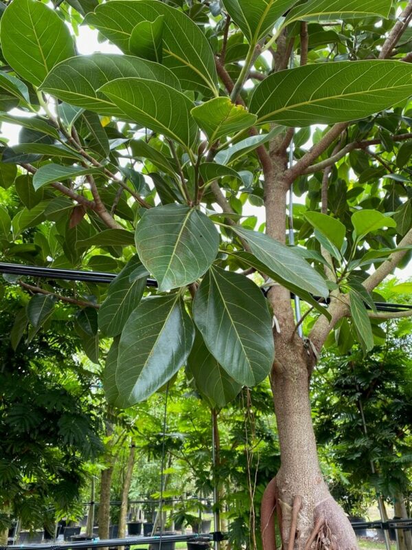 Ficus Benghalensis - Image 4