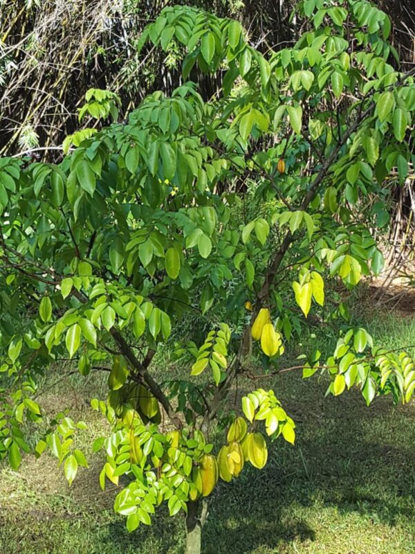 Averrhoa Carambola - Image 3