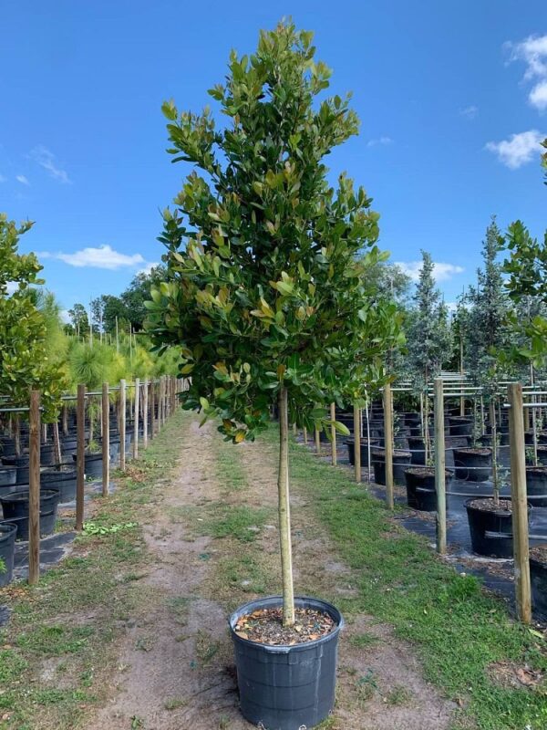 Calophyllum Inophyllum - Image 3