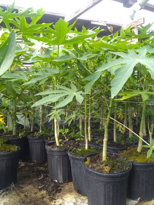 Carica Papaya - Image 4