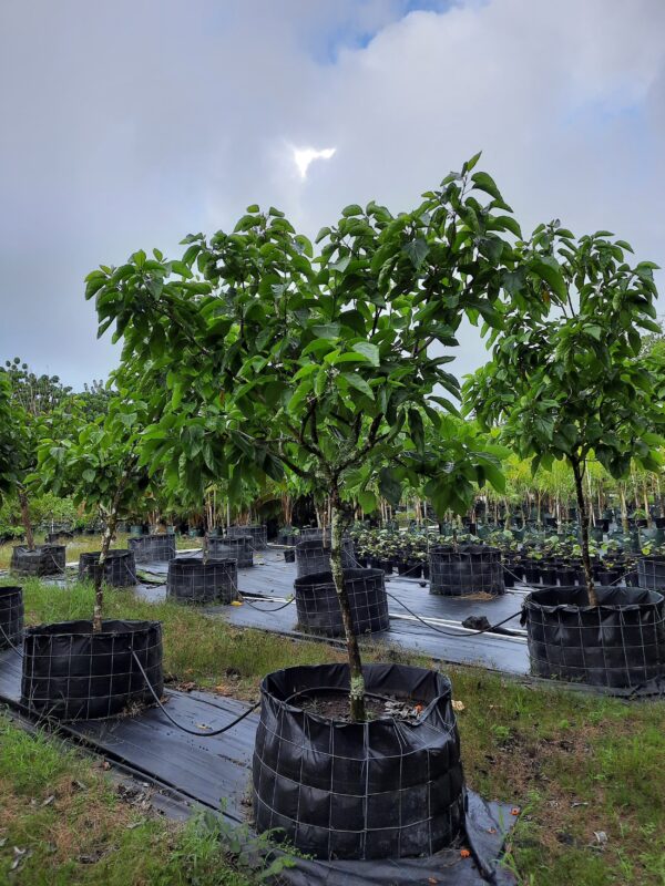Cordia Subcordata - Image 4