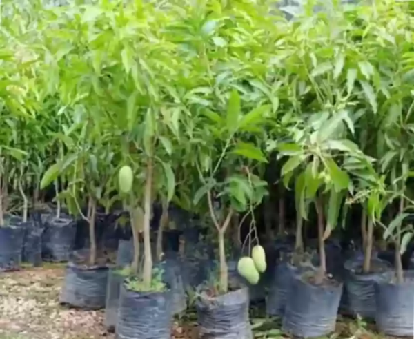 Mangifera Indica - Image 4