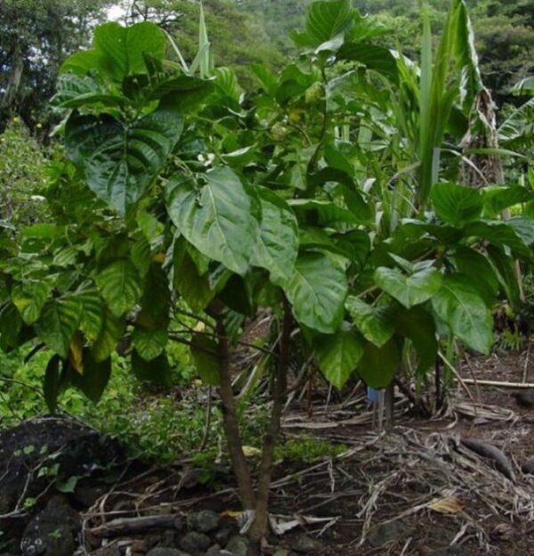 Morinda Citrifolia - Image 4