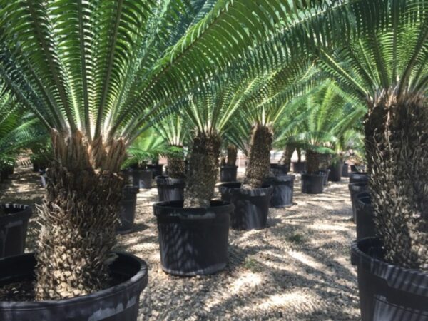 Cycad Palm - Image 4