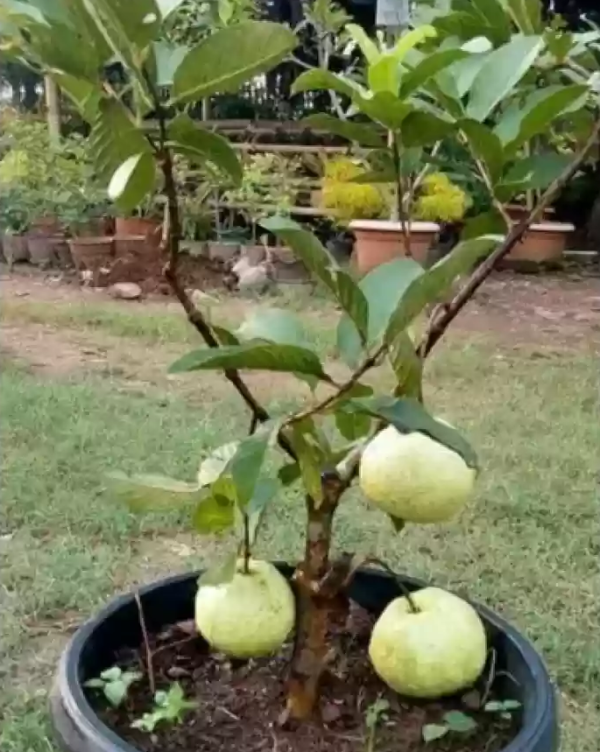 Psidium Guajava - Image 3