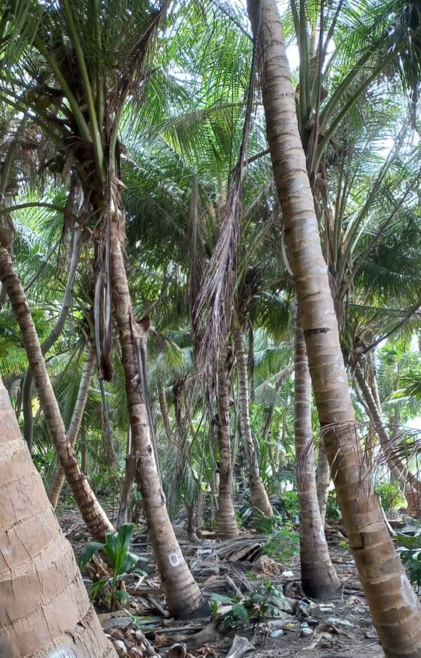 Coconut Palm's - Image 4