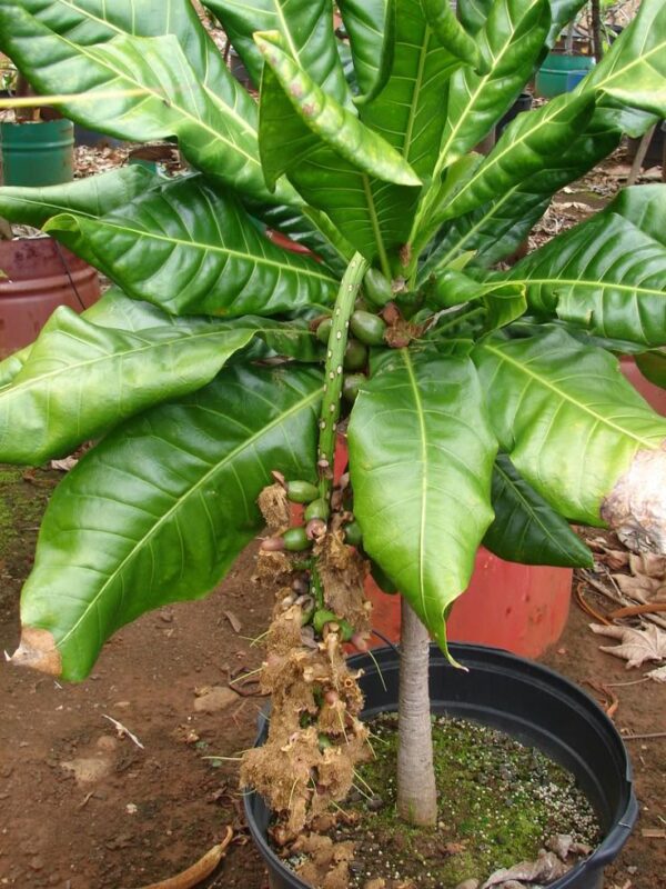 Barringtonia Asiatica - Image 5