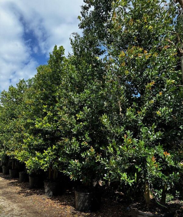 Calophyllum Inophyllum - Image 4