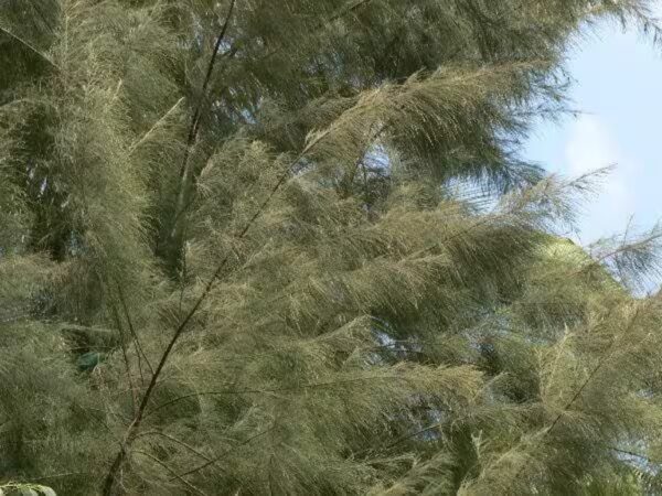 Cassurina Equisetifolia - Image 5