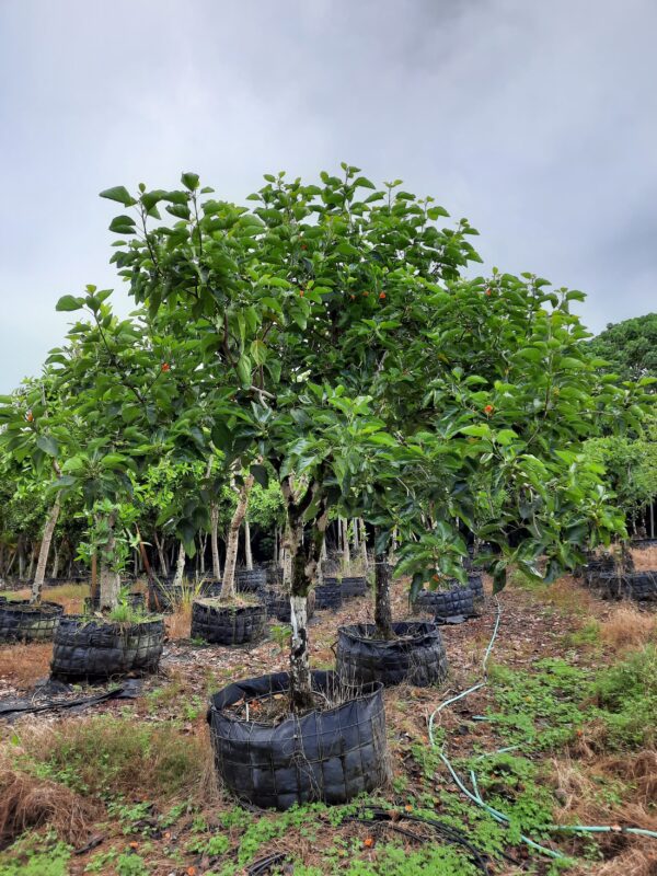Cordia Subcordata - Image 5