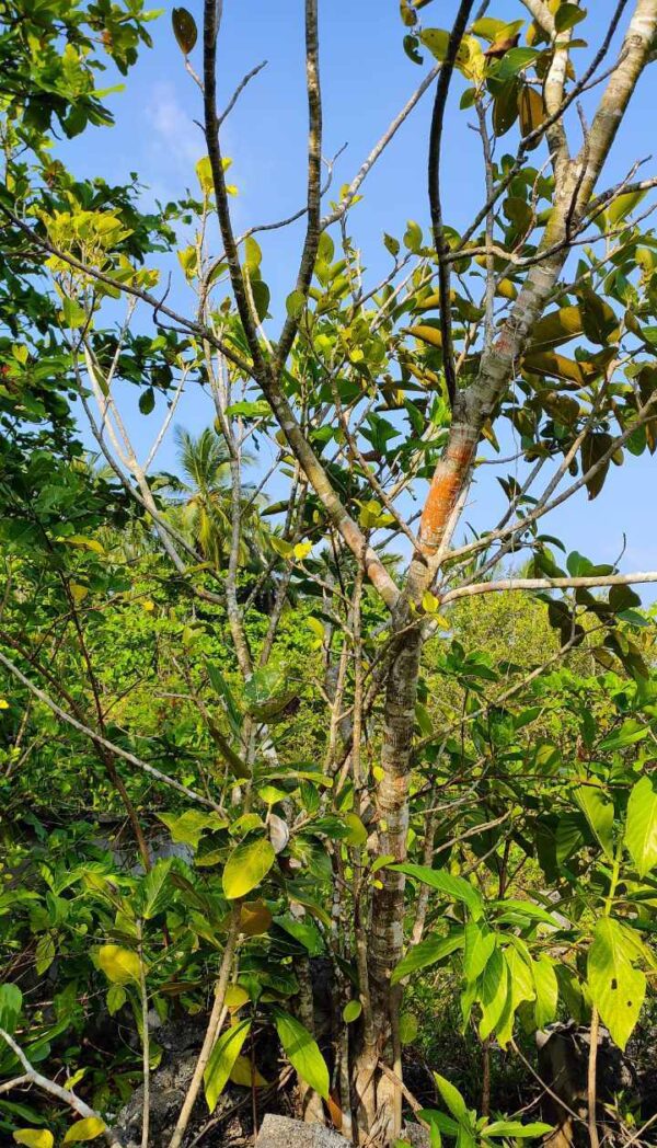 Ficus Benghalensis - Image 5