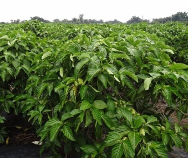 Morinda Citrifolia - Image 5