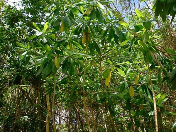 Ochrosia Oppositifolia - Image 5