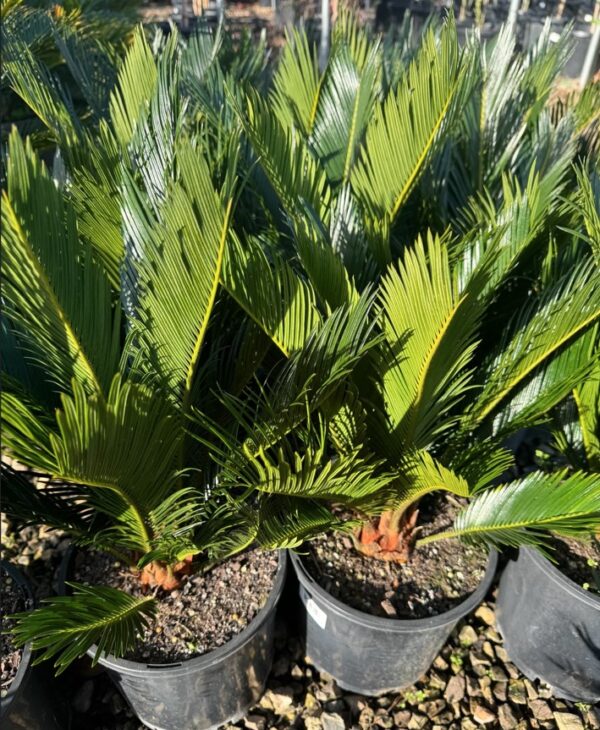 Cycad Palm - Image 5