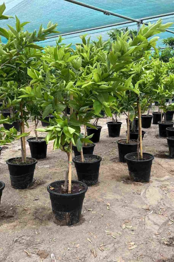 Syzygium Aqueum - Image 4