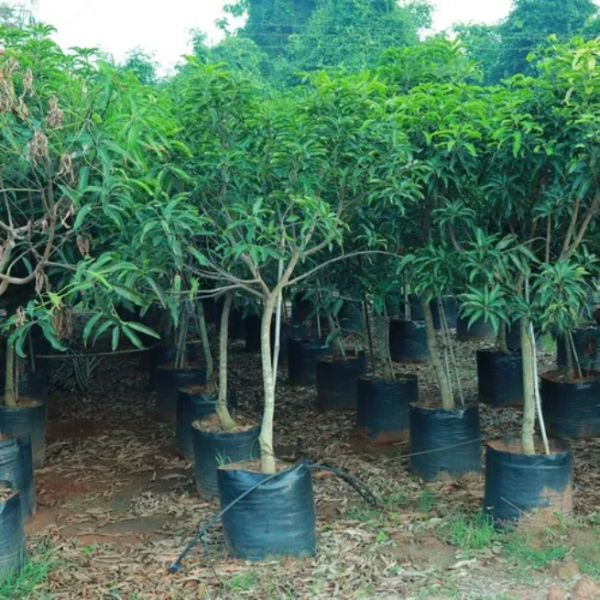 Mangifera Indica - Image 5