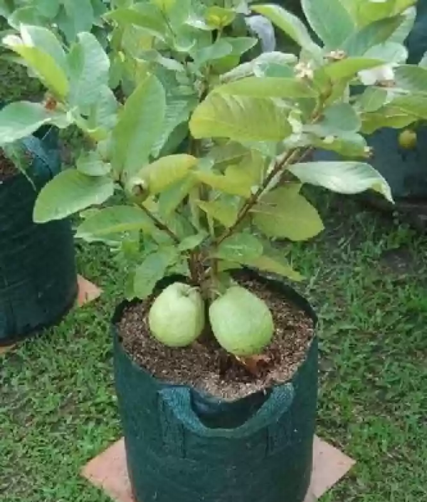 Psidium Guajava - Image 4