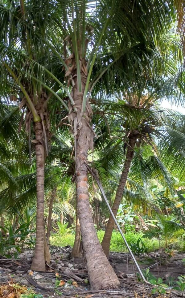 Coconut Palm's - Image 5