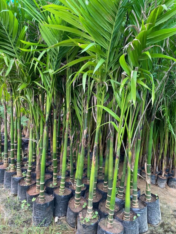 Areca Catechu - Image 5